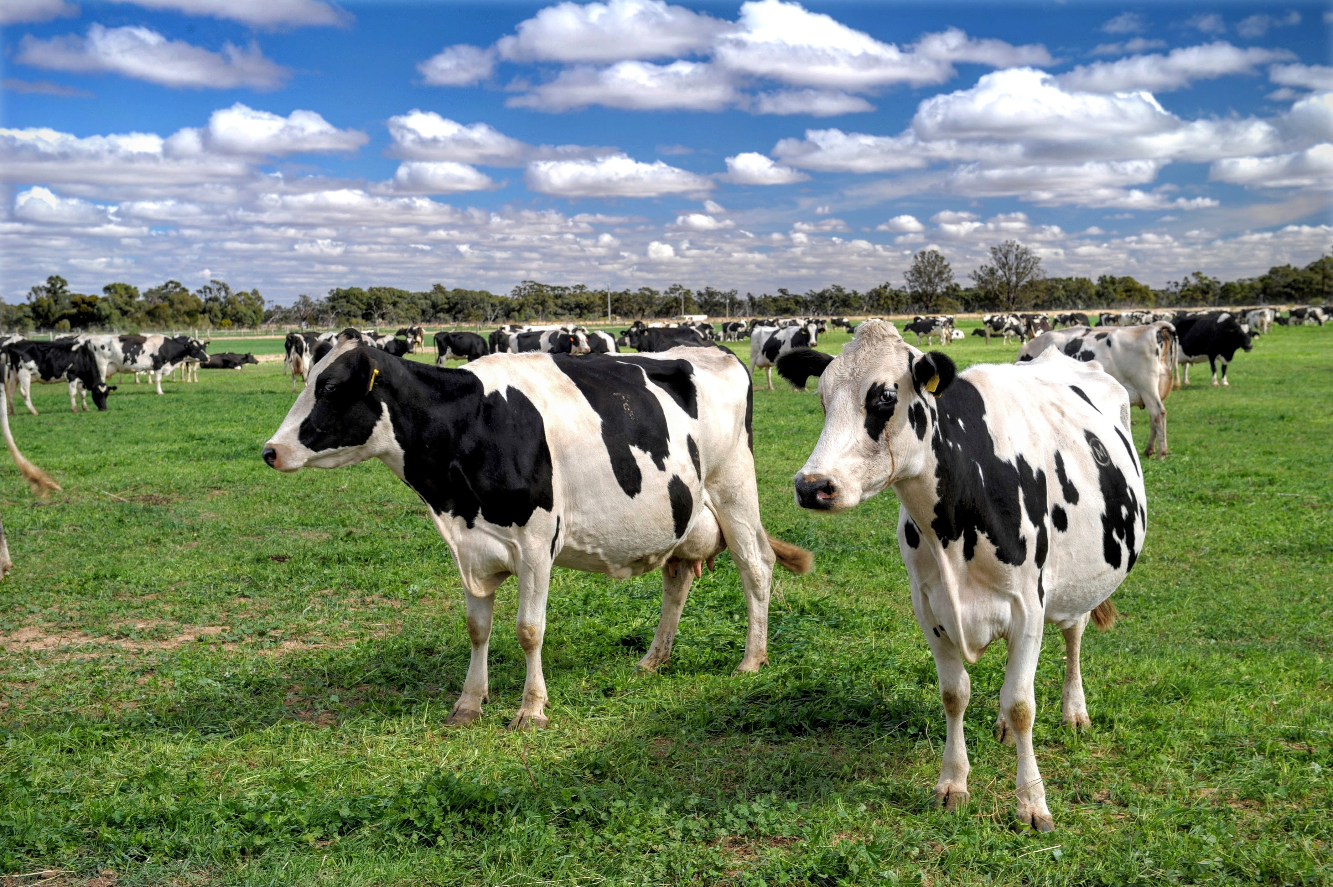 Australian Dairy Farmers Statement On Re regulating The Dairy Industry 