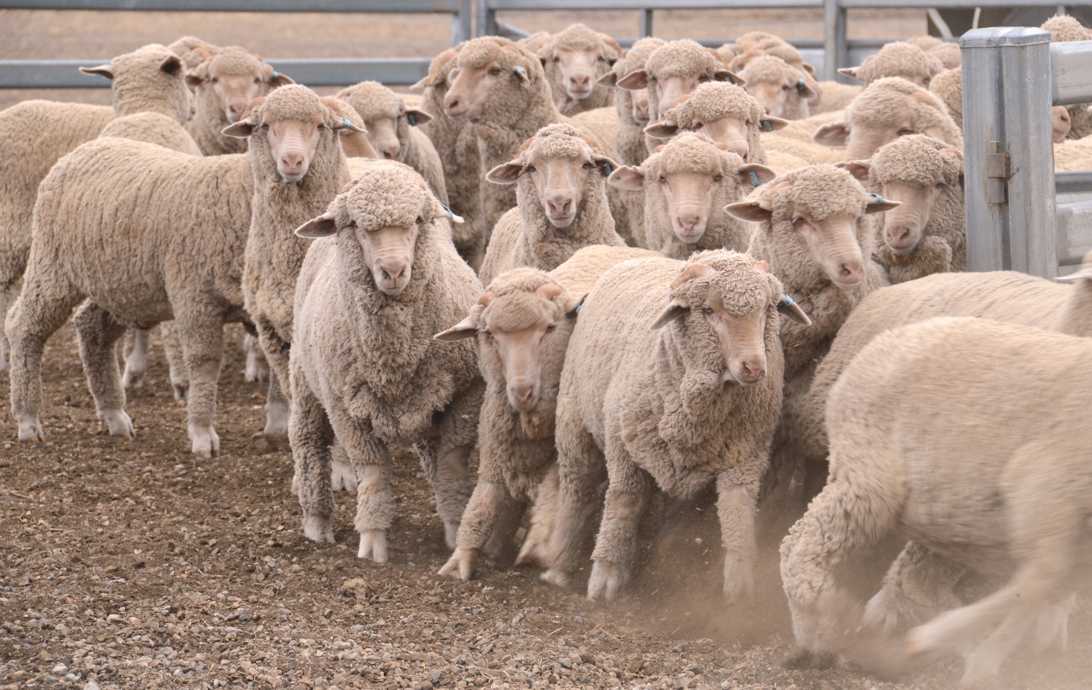 Dunedin company set to prototype world-first sheep facial recognition ...