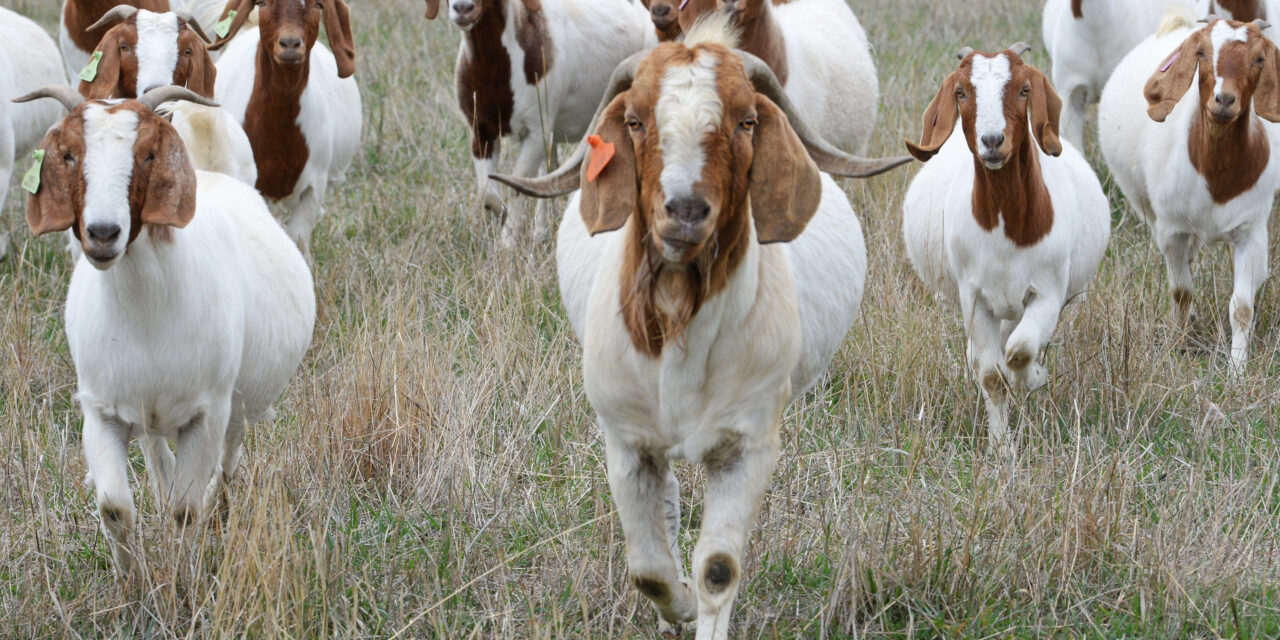 Growing appetite for Australian goat meat