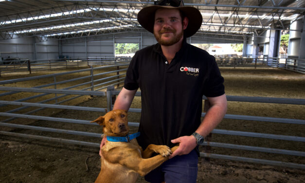 Top working dog is crowned