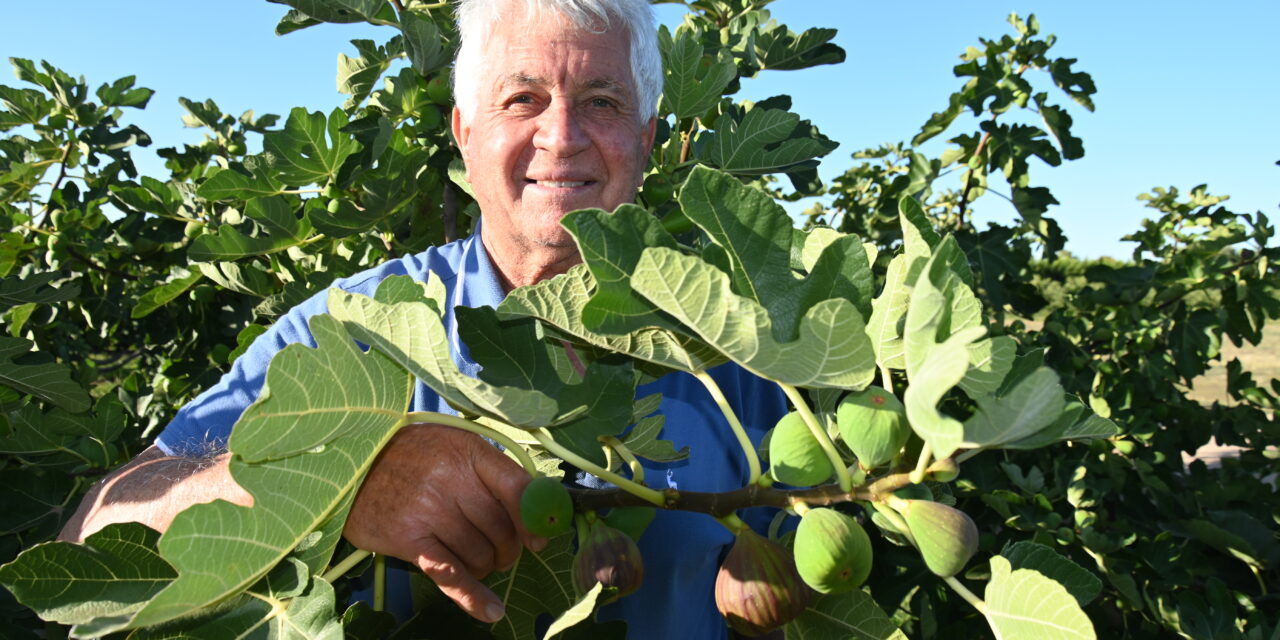 Giving a fig for heritage