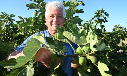 Giving a fig for heritage