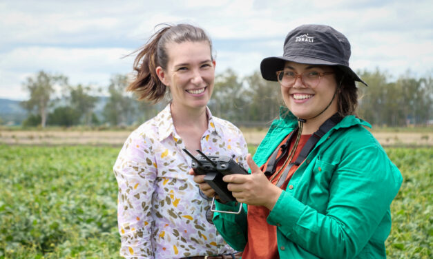 Improving the yield of ‘money’ beans