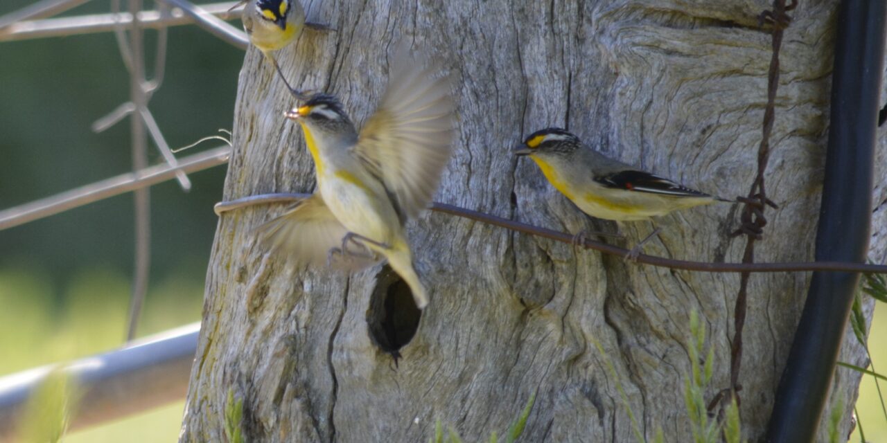 Paddock trees, pardalotes and productivity