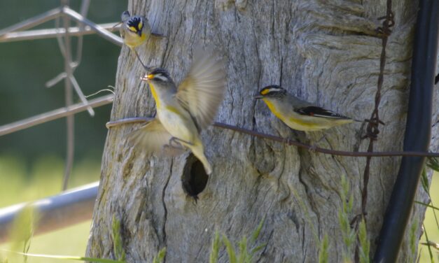 Paddock trees, pardalotes and productivity