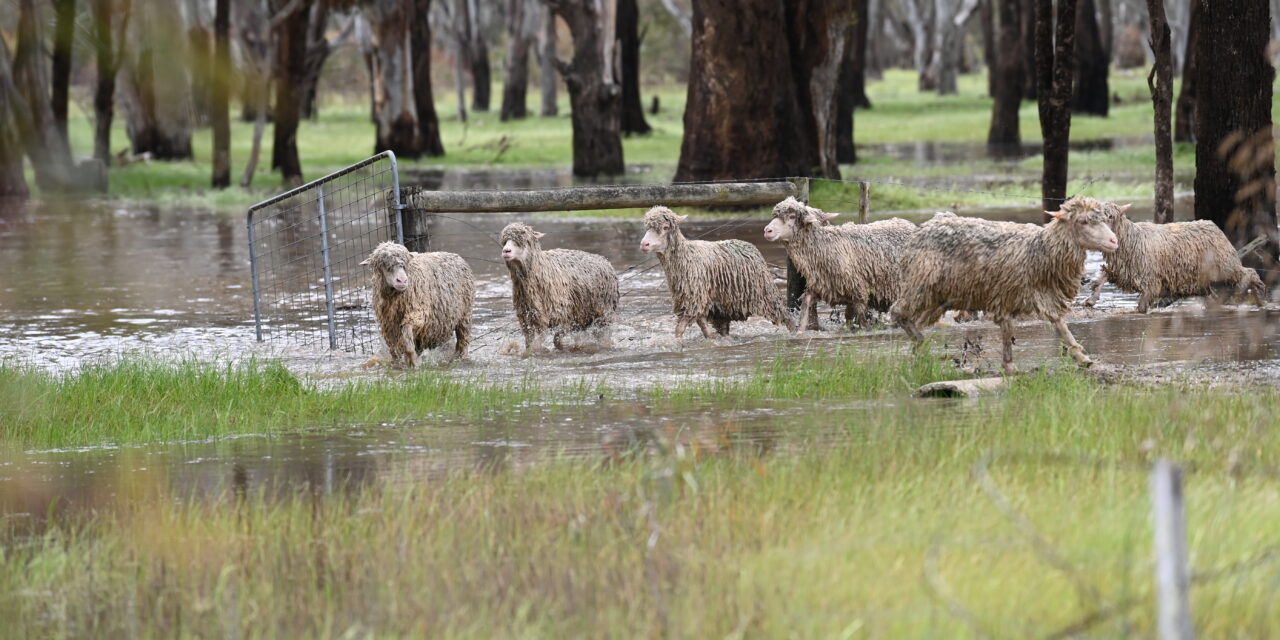 Caring for stock in challenging  conditions