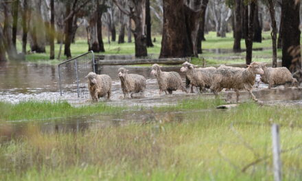 Caring for stock in challenging  conditions