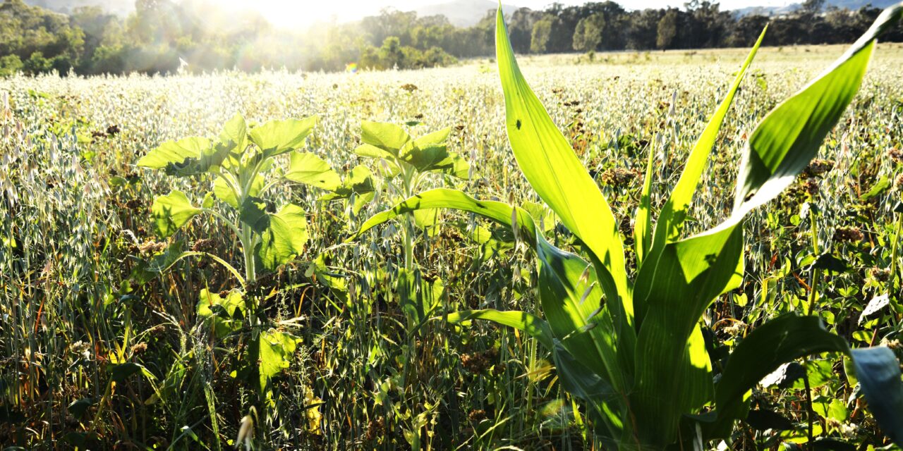 Sun rises on healthier forage