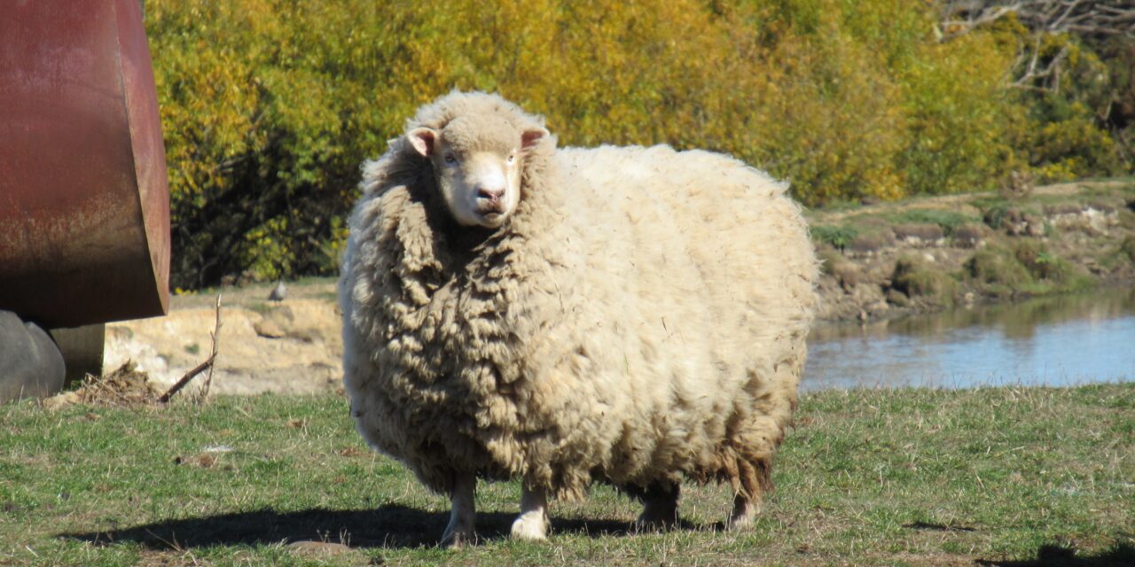 Shearing is a welfare issue