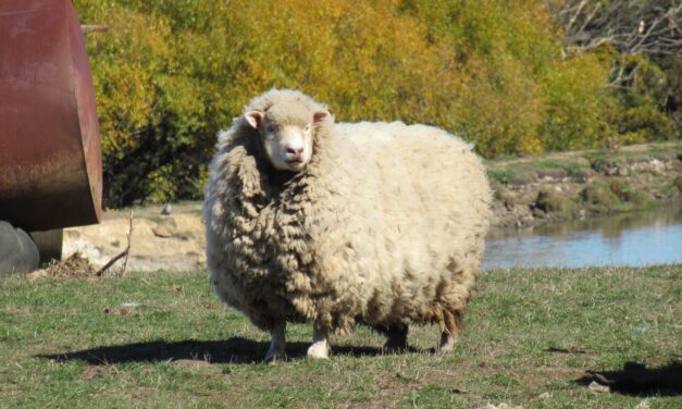 Shearing is a welfare issue