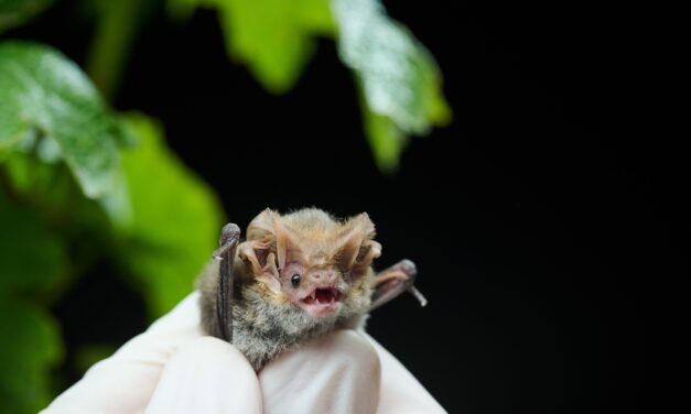 Bats, scats and more habitats