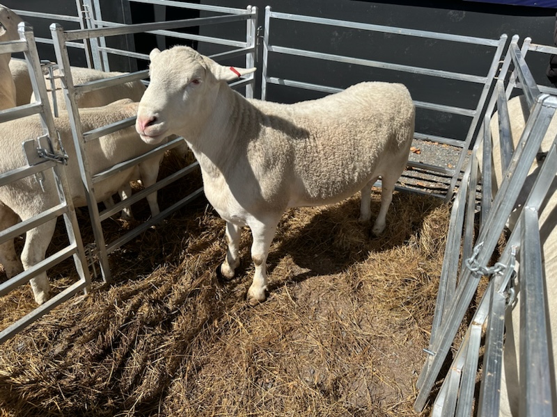 Showing off their sheep