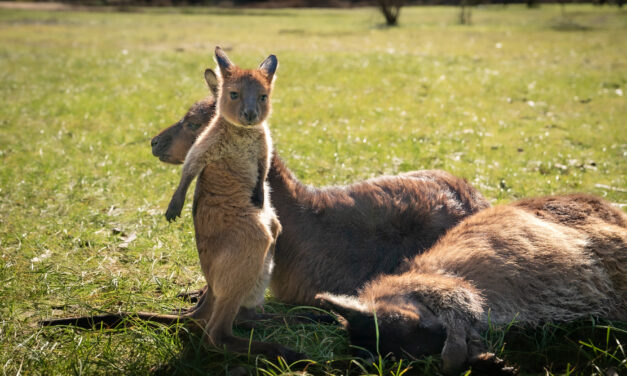Back off, kangaroos