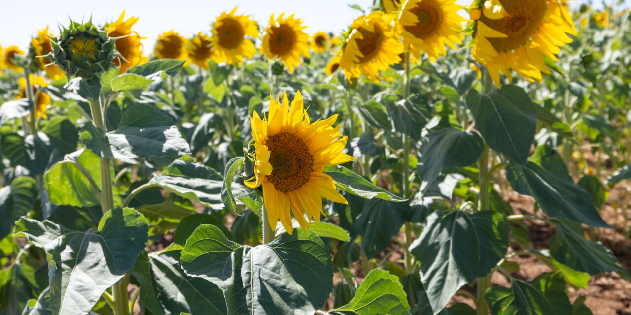 Plans a-maze for summer sunflowers