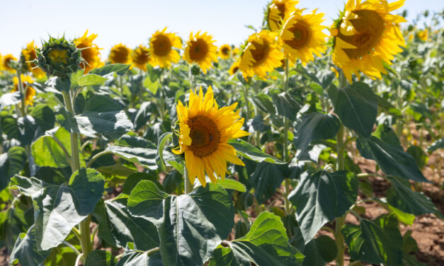 Plans a-maze for summer sunflowers