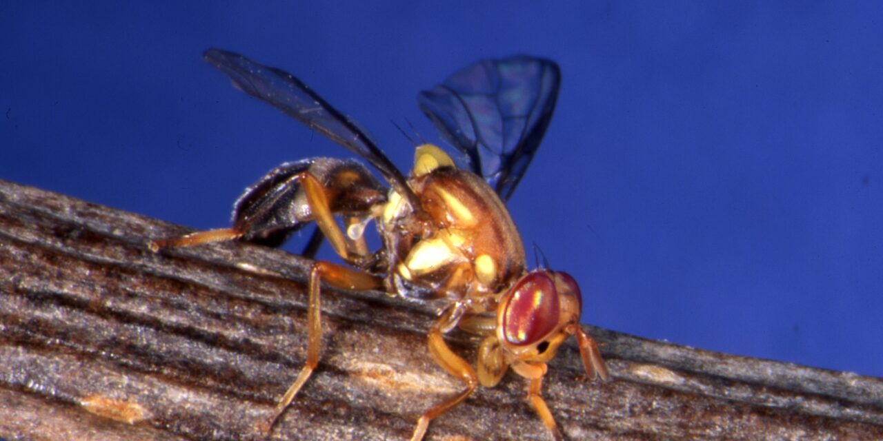 Researchers abuzz for fruit fly breakthrough