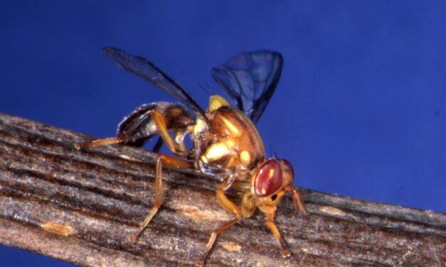 Researchers abuzz for fruit fly breakthrough