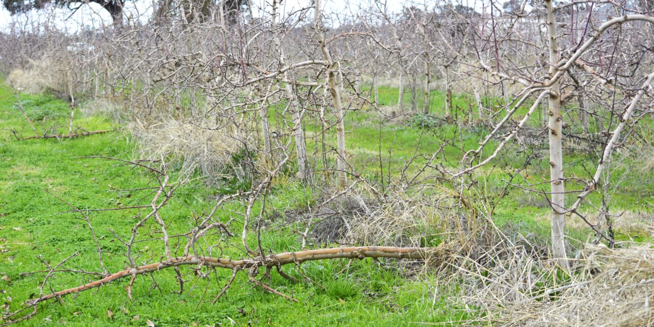 Climate change impacting orchards