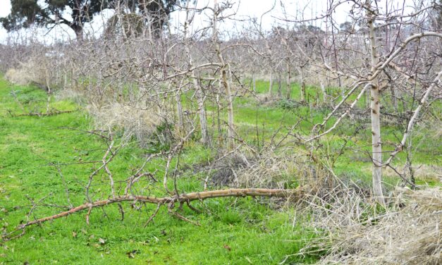 Climate change impacting orchards