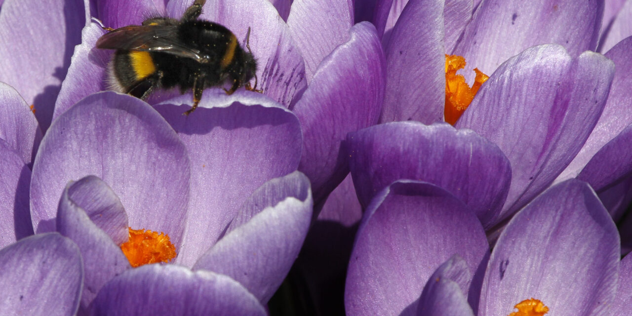 High-tech gear spying on bees