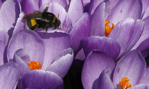 High-tech gear spying on bees