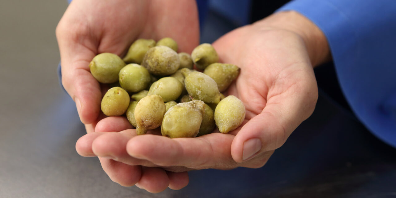 Science backs Kakadu plum health benefits