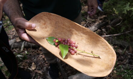 A fruitful partnership to boost bush food