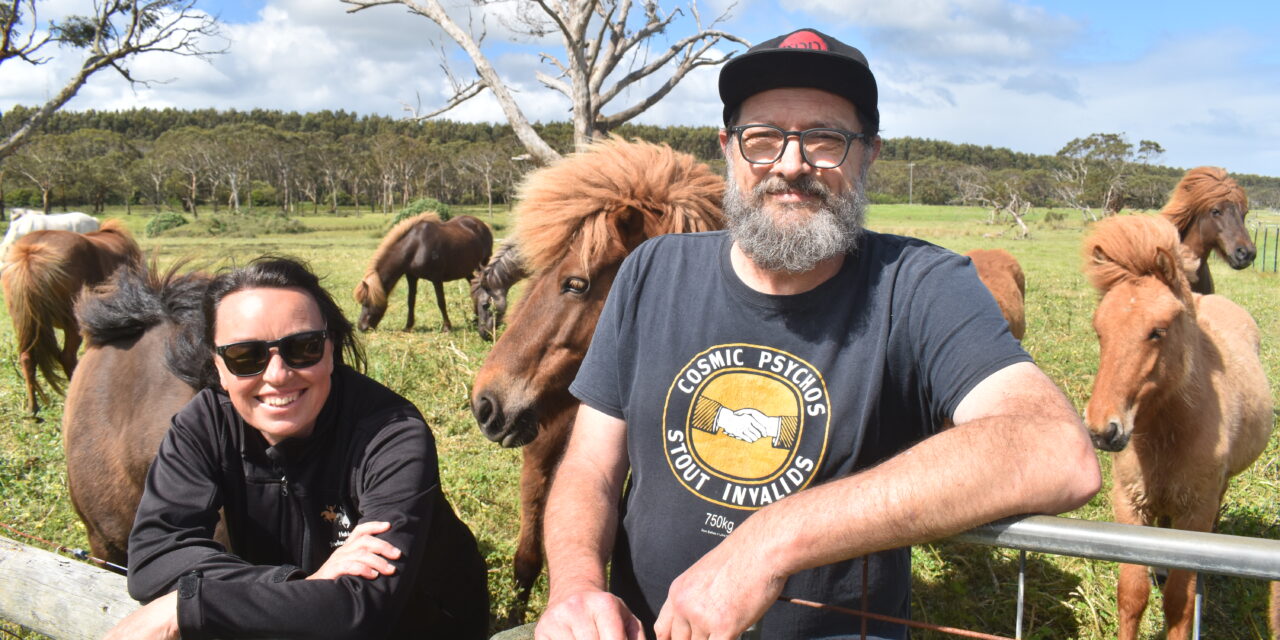 The Labradors of the horse world