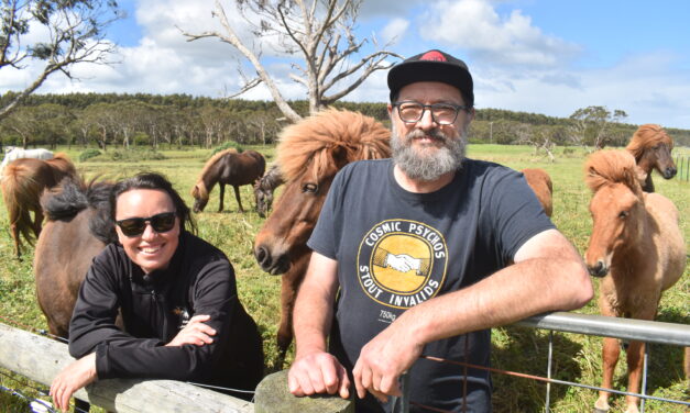 The Labradors of the horse world