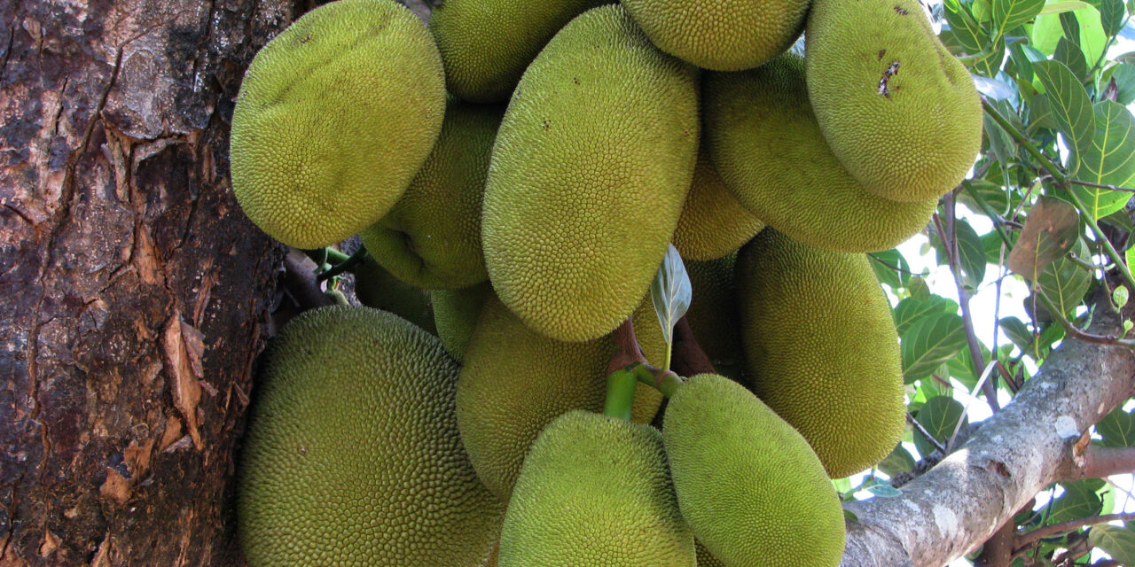 Juicing up the jackfruit industry