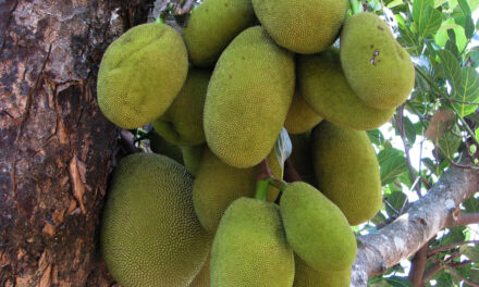 Juicing up the jackfruit industry