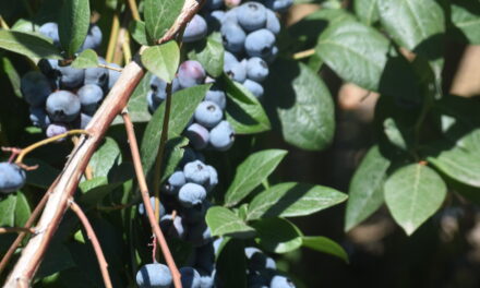 Berry and grape growers embrace tech