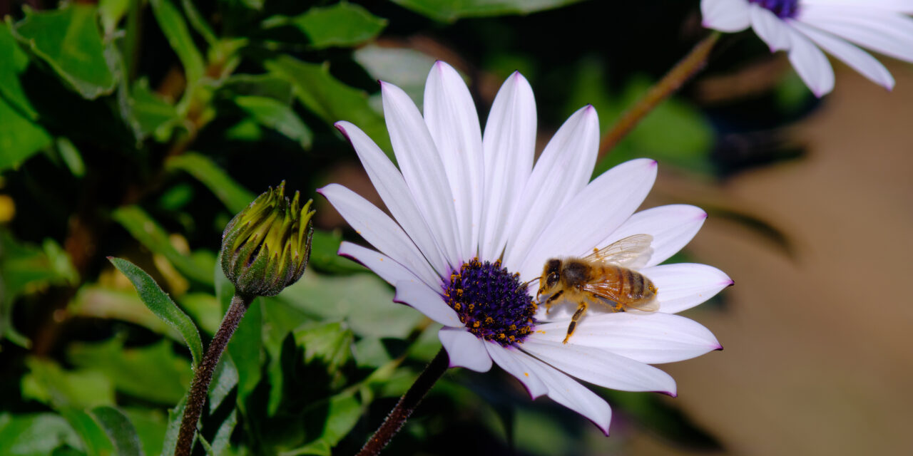 Native bees beat the heat