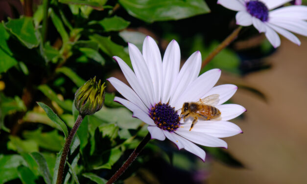 Native bees beat the heat