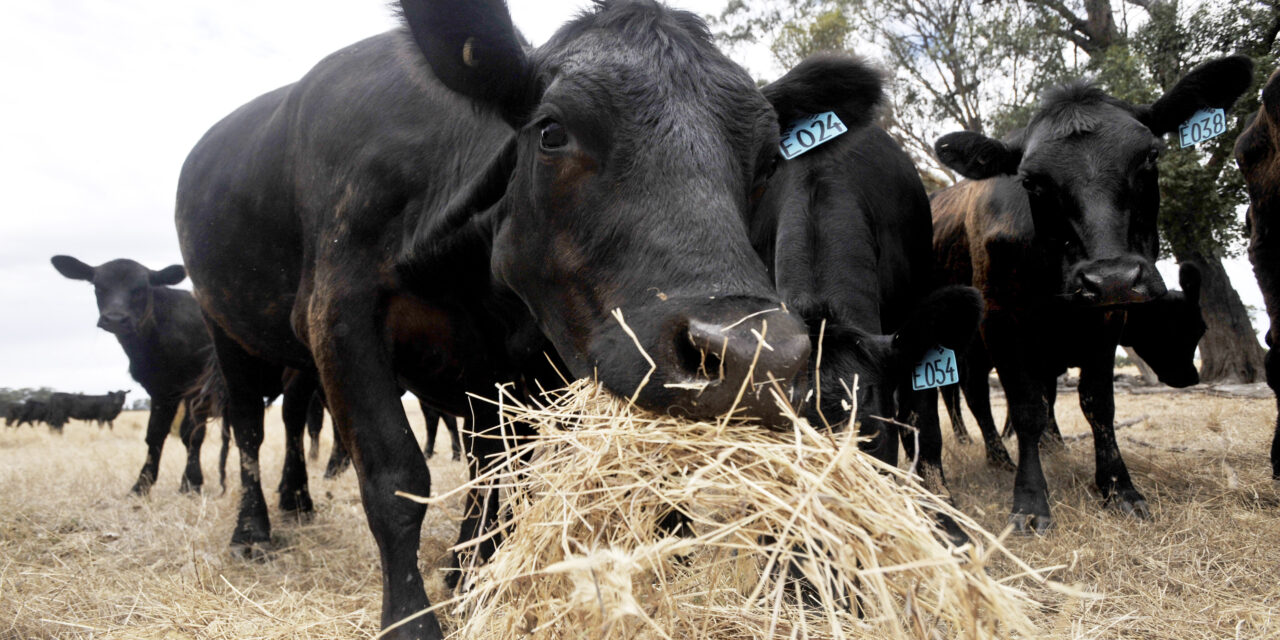 Feed testing protects stock