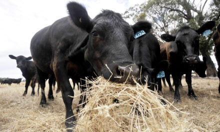 Feed testing protects stock