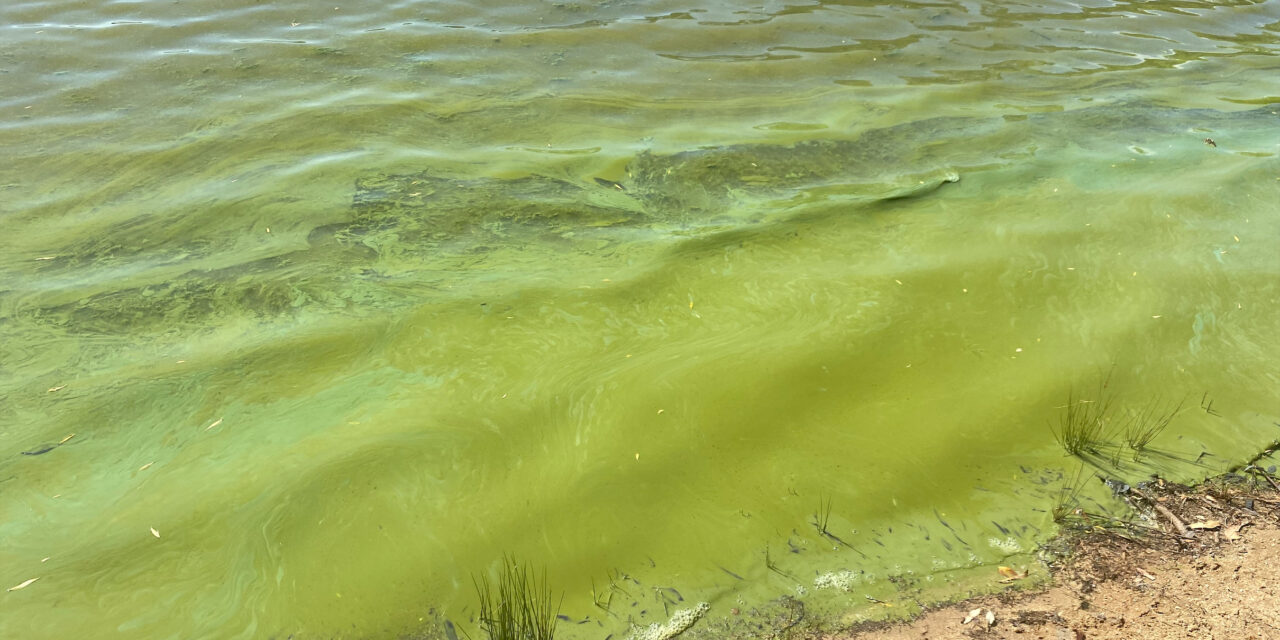 Monitor for blue-green algae