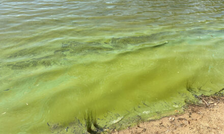 Monitor for blue-green algae